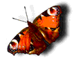 Butterfl